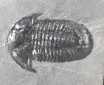 Paraszechuanella cf. changleensis (PENG 1990) - Bild &copy; FossNet FossilienStore